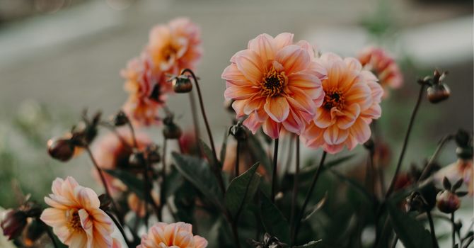 Functional Medicine Treating Gut Issues In Grand Rapids