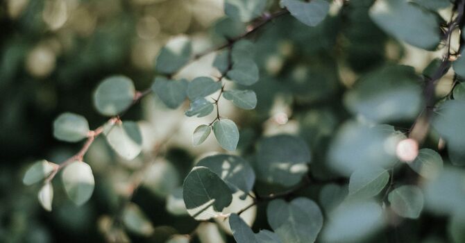 Functional Medicine Treating Gut Issues In Grand Rapids image